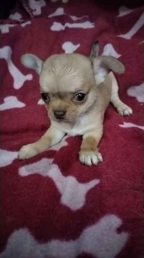Chihuahua perros en venta: Machos de chihuahua cabeza manzana  - Video 2