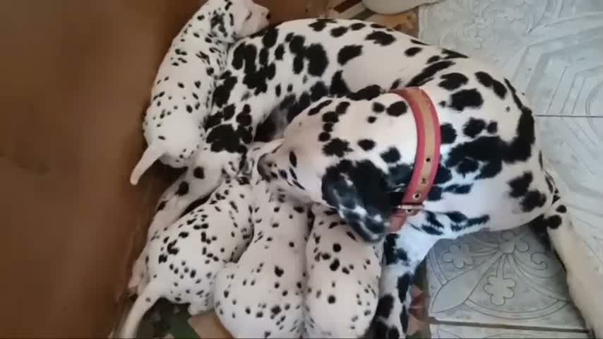 Dálmata perros en venta: Camada Dálmata Selección - Macho y Hembras - Video 2