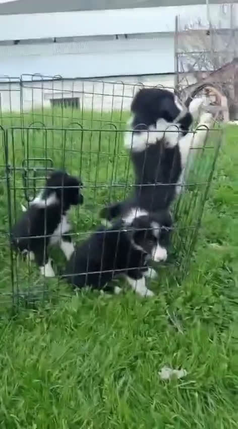 Border Collie perros en venta: Border collie  - Video 2