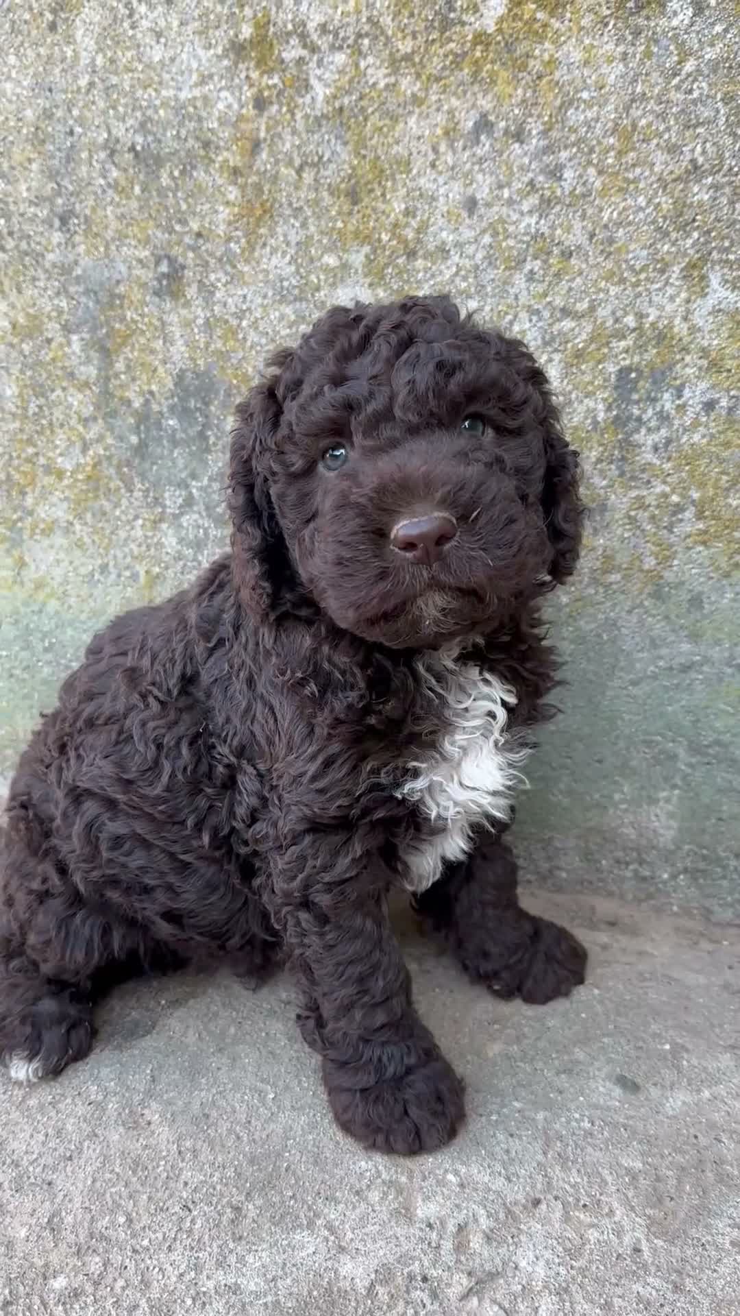 Perro de Agua Español perros en venta: Perro Aguas - Video 2