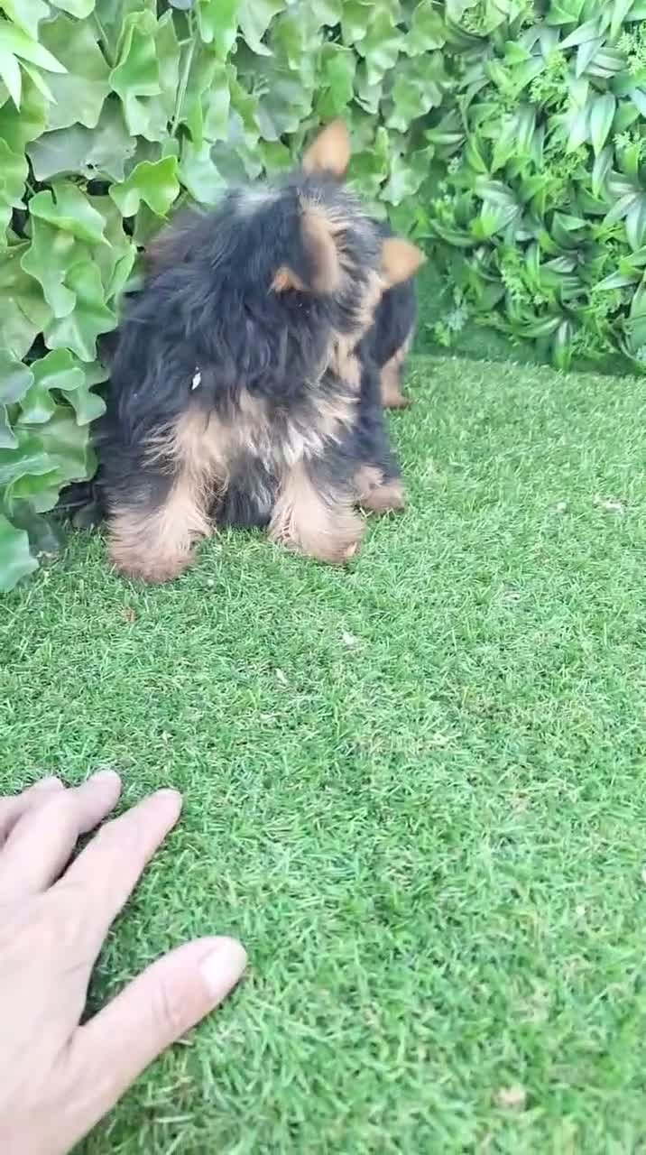 Yorkshire Terrier perros en venta: Yorsay machos  - Video 1