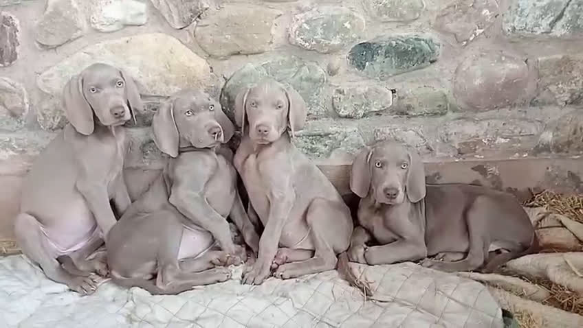 Braco de Auvernia perros en venta: Preciosas Hembras de Braco de Weimar - Video 2