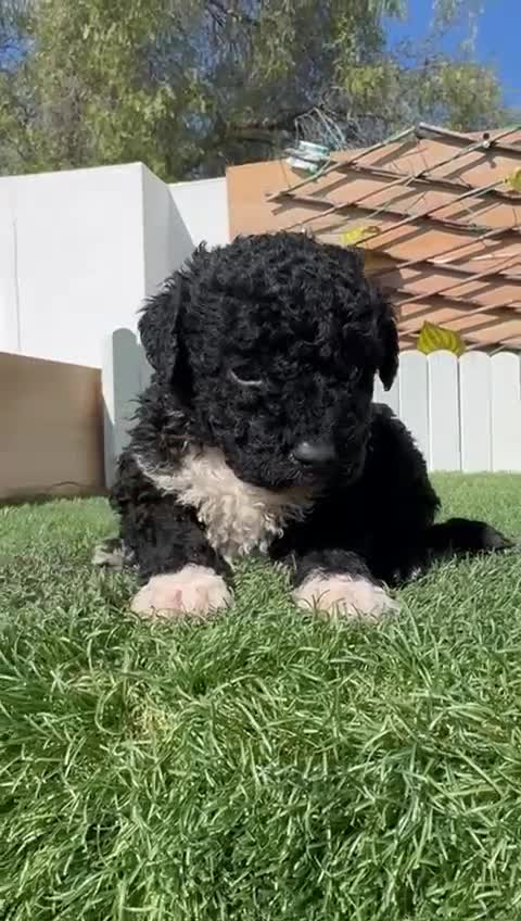 Perro de Agua Español perros en venta: PERRO DE AGUA ESPAÑOL - Video 1