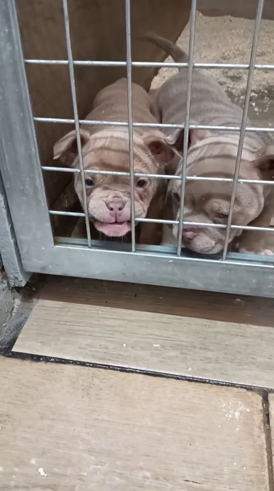 American Bully perros en venta: American bully micro exotic - Video 1