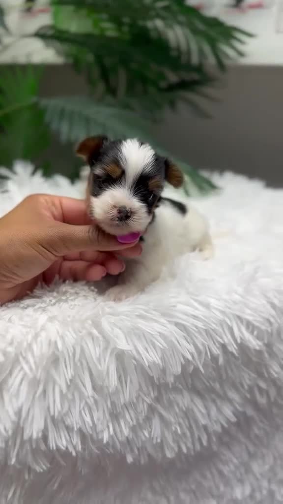Yorkshire Terrier perros en venta: YORKSHIRE TERRIER  - Video 2