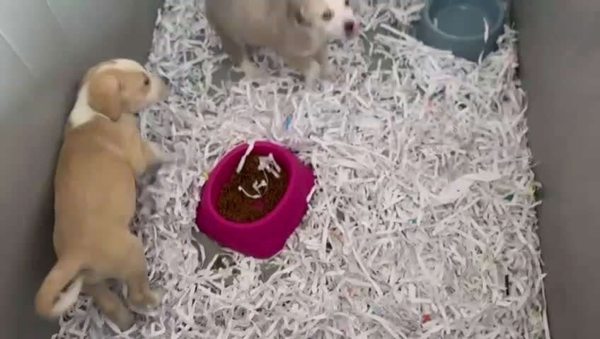 Mastín Español perros en venta: MASTIN HEMBRA - Video 1