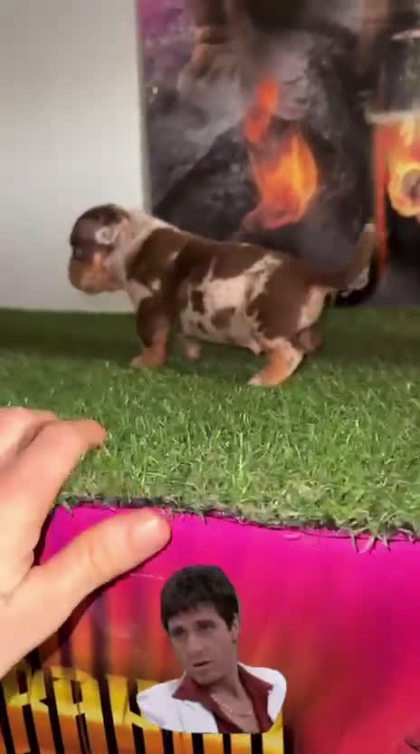 American Bully perros en venta: Pepino American Bully Pocket         - Video 1