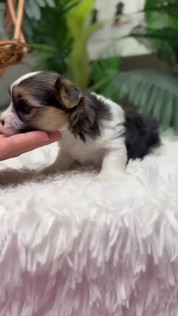 Yorkshire Terrier perros en venta: 🎀 YORKSHIRE TERRIER 🎀 - Video 1