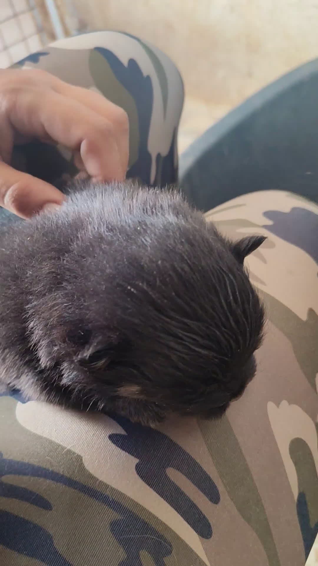 Pomerania perros en venta: Lulú de Pomerania cachorro - Video 1