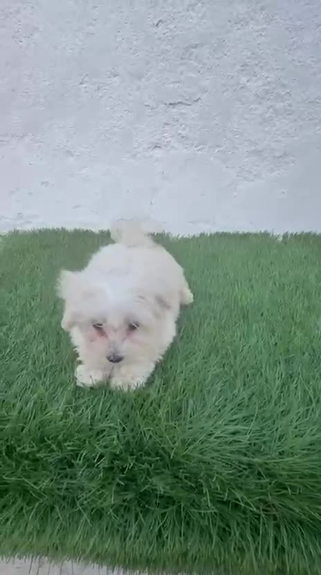 Bichón Maltés perros en venta: Bichon Maltes coreana - Video 1