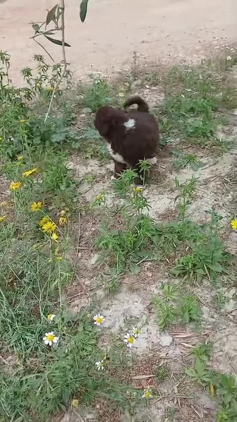 Perro de Agua Español perros en venta: 🐾 CACHORROS DE PERRO DE AGUA ESPAÑOL 🐾 - Video 2