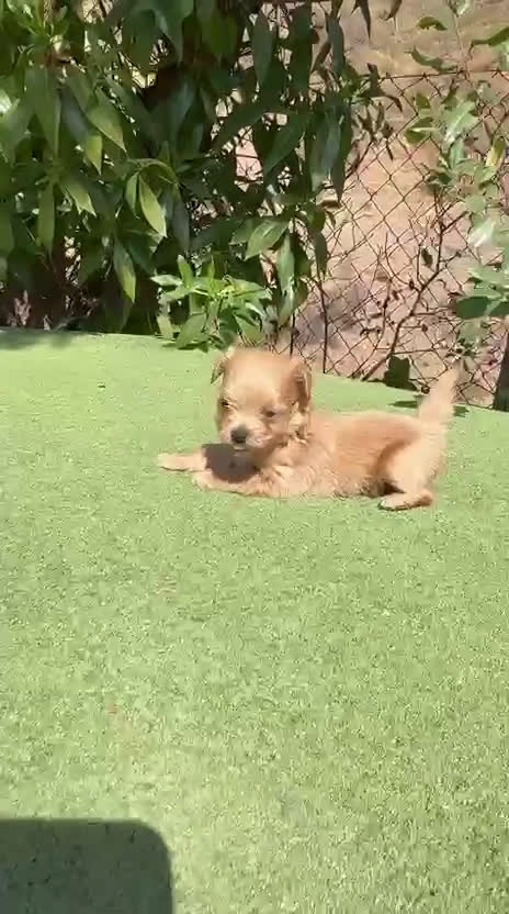 Maltipoo perros en venta: Maltipoo Toy preciosos  - Video 2