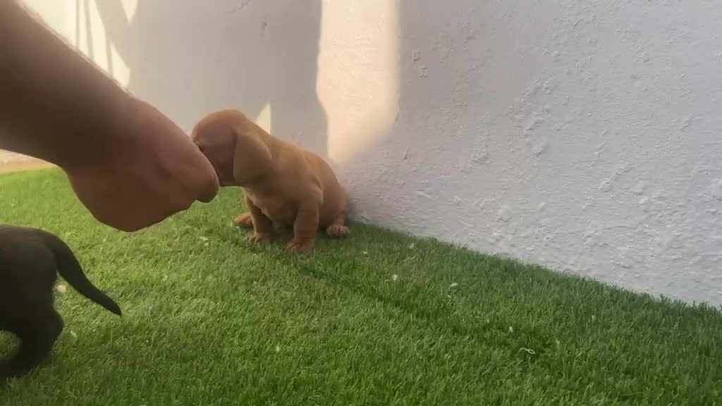Teckel perros en venta: Camada de Teckel  - Video 2