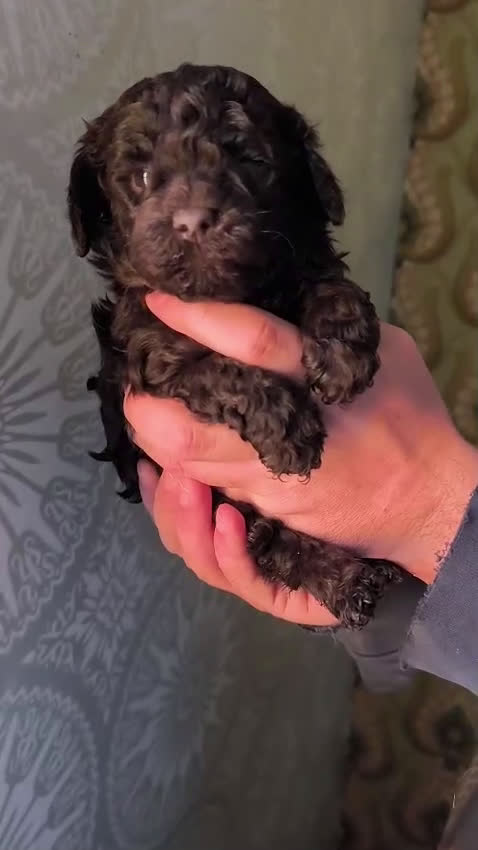 Raza Mixta perros en venta: Caniche chocolate  - Video 1