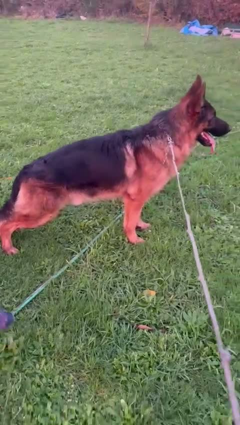 Pastor Alemán perros en venta: Cachorros pastor aleman - Video 3