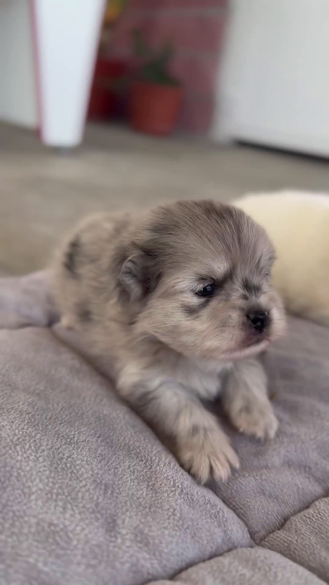 Pomerania perros en venta: 🌌 Prodigy y 🍩 Roscón – Pomerania únicos 🐾 - Video 1