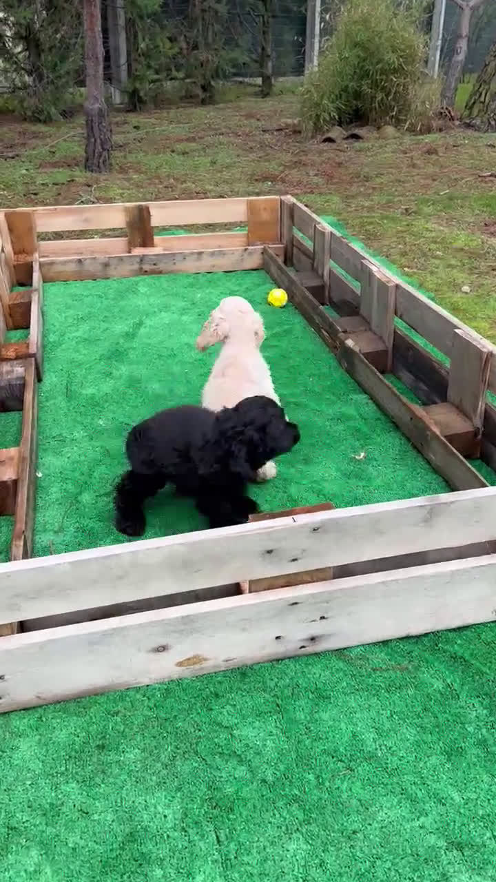 Cocker Spaniel Americano perros en venta: Cocker americano - Video 2