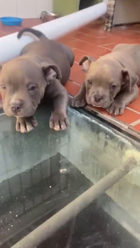 American Bully perros en venta: American Bully Macho - Video 3