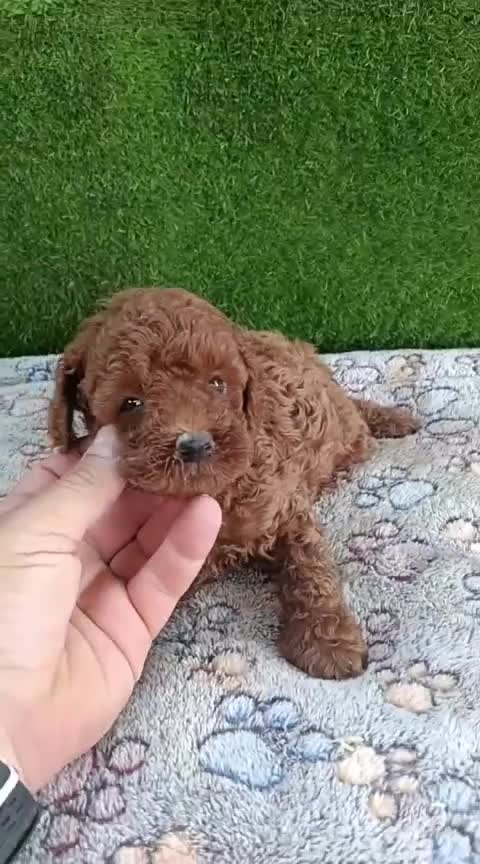 Caniche Toy perros en venta: Espectacular macho caniche toy rojo pimentón  - Video 1