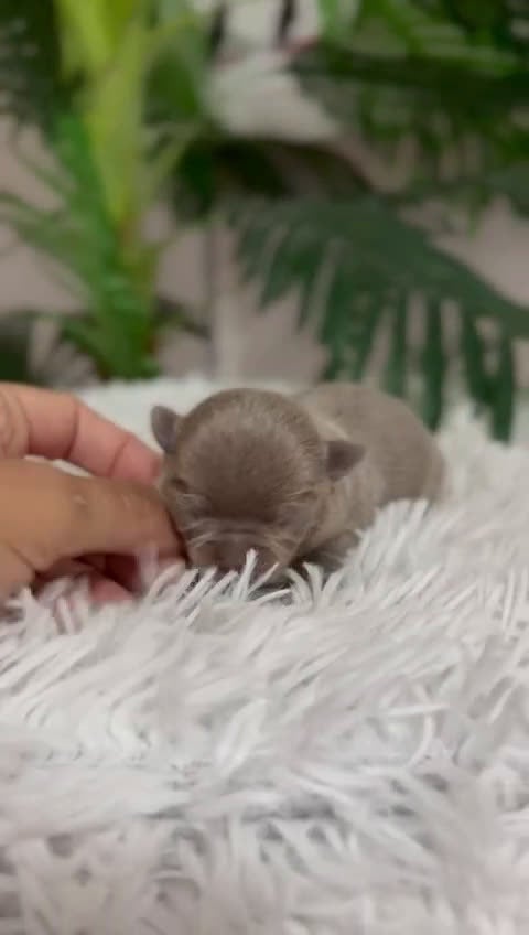 Chihuahua perros en venta: CHIHUAHUA MACHO LILAC - Video 1