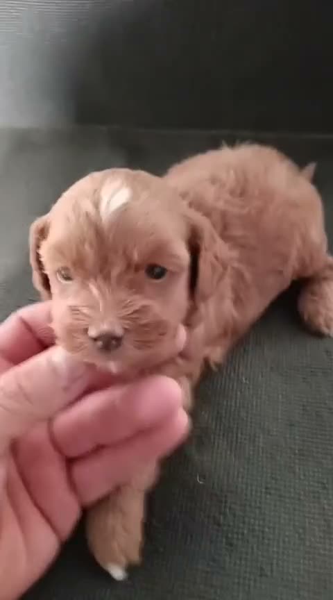Maltipoo perros en venta: Espectacular hembra de maltipoo roja toy - Video 1