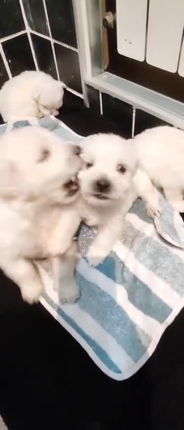 West Highland White Terrier perros en venta: Westie - Video 1