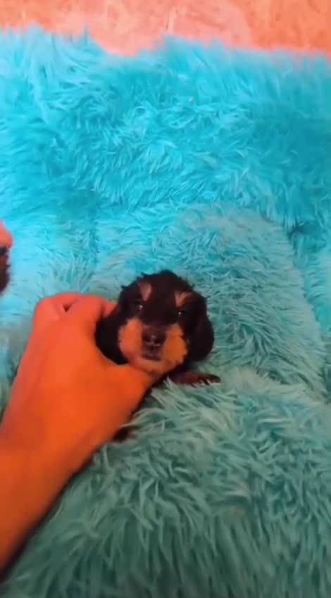Teckel Miniatura perros en venta: TECKEL KANINCHEN DE PELO DURO Y MINIATURA  - Video 4