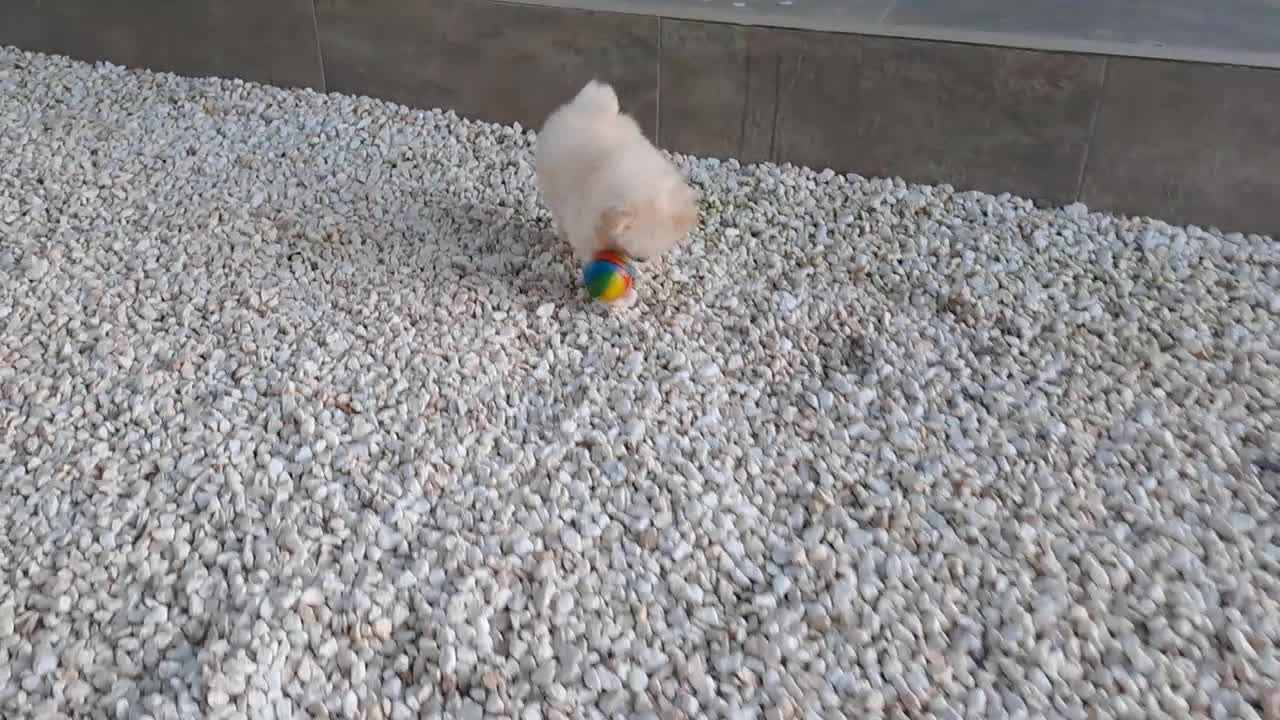 Pomerania perros en venta: Cachorrita de Pomerania Toy - Video 2