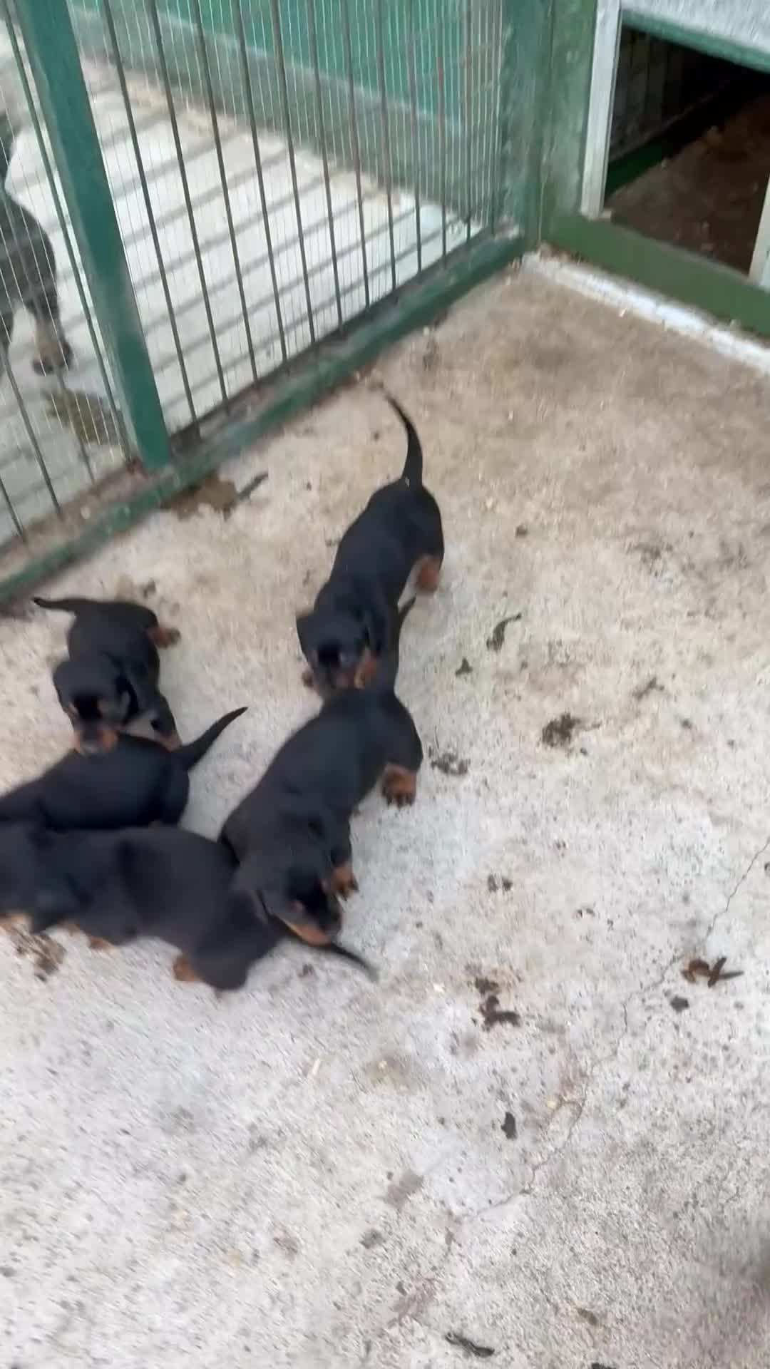 Teckel perros en venta: Teckel miniatura  en Toledo - Video 2