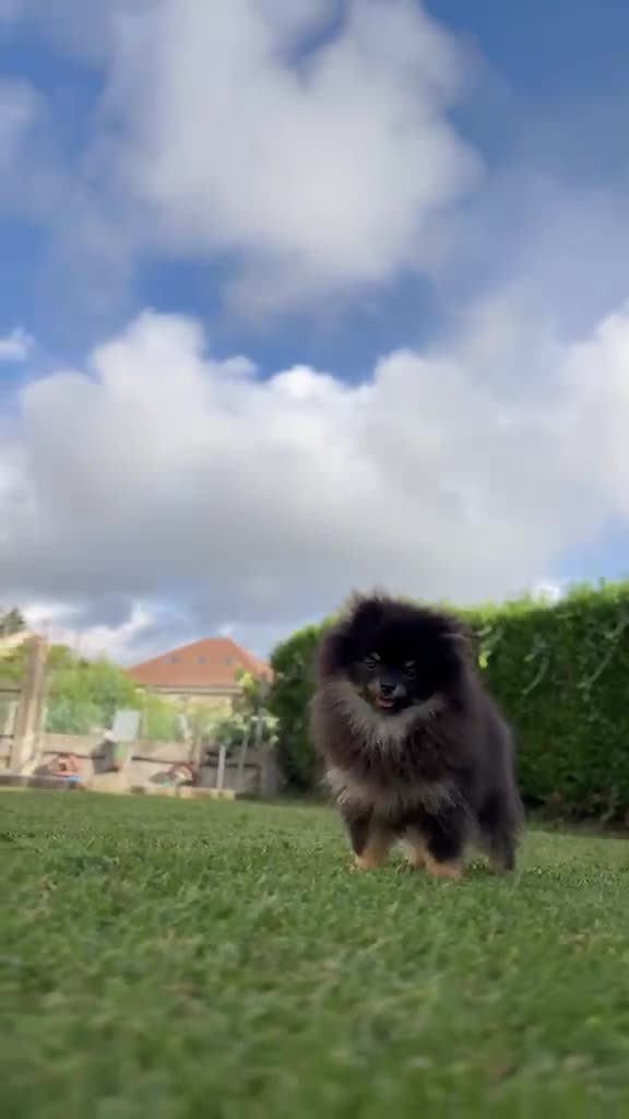 Pomerania perros en venta: Pomerania super toy - Video 1