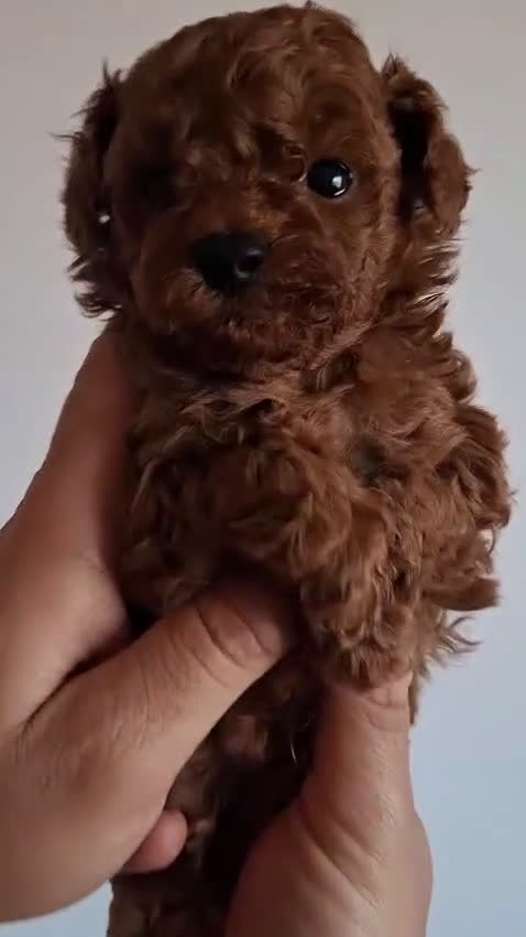 Caniche Toy perros en venta: Caniches toys rojos en Toledo. - Video 2