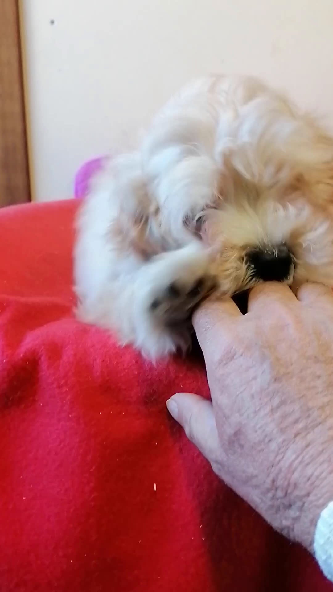 Maltipoo perros en venta: Precioso maltipoo muy cariñoso  - Video 1