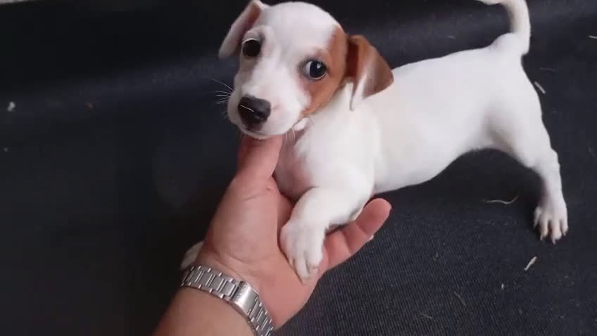 Jack Russell Terrier perros en venta: Camada de Jack Russell Terrier 450€ - Video 2