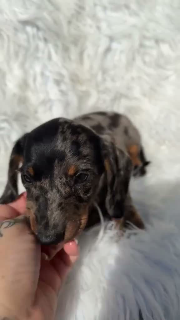 Teckel Miniatura perros en venta: Teckel hembra arlquin plata - Video 1