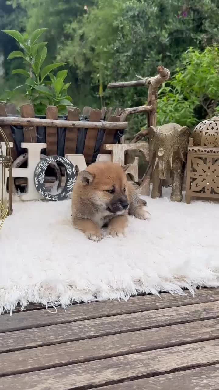 Shiba Inu perros en venta: Shiba Inu preciosos rojos super listos y fieles  - Video 1