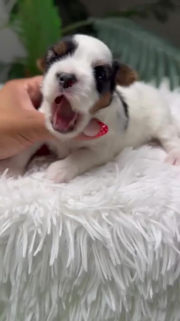 Yorkshire Terrier perros en venta: YORKSHIRE BIEWER - Video 1