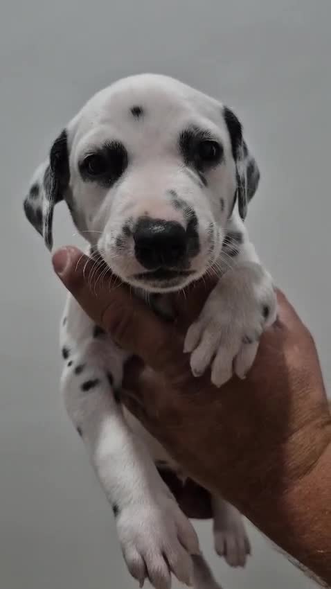 Dálmata perros en venta: Dálmatas disponibles 🐶🐾 - Video 1