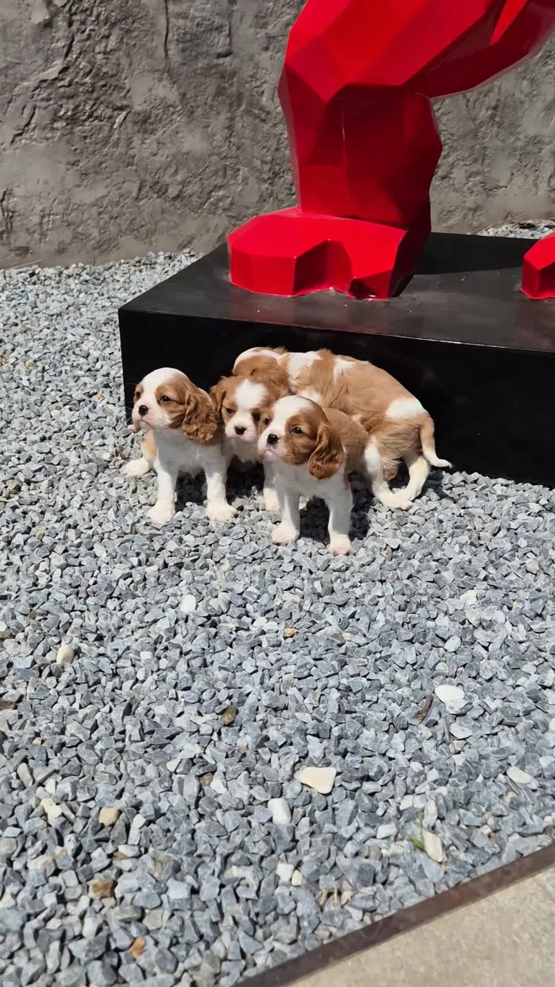 Cavalier King Charles Spaniel perros en venta: Cavalier King Charles  en Girona - Video 1