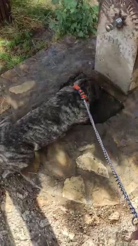 American Staffordshire-Terrier perros en adopcion: IZAN ❤️ en Adopción  - Video 2