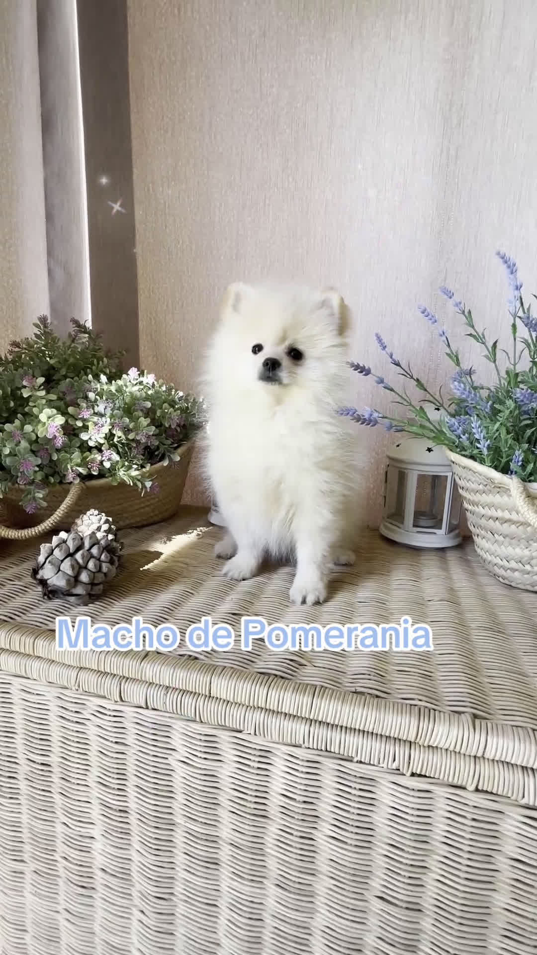 Pomerania perros en venta: Pomerania Macho disponible fotos actuales  - Video 1