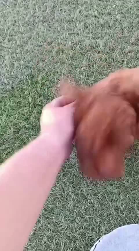 Caniche Toy perros en venta: Caniche toy rojo pimentón  - Video 1