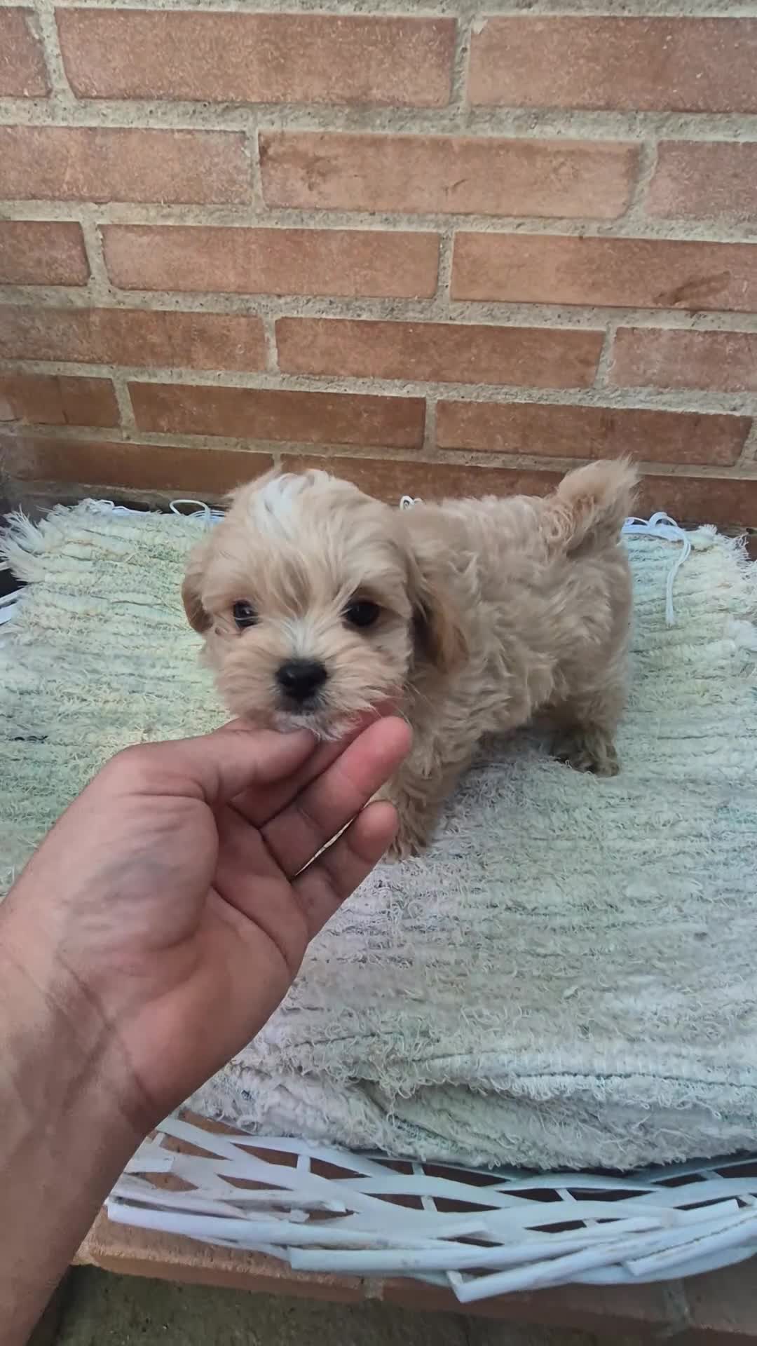 Maltipoo perros en venta: Maltipoo toy  - Video 1