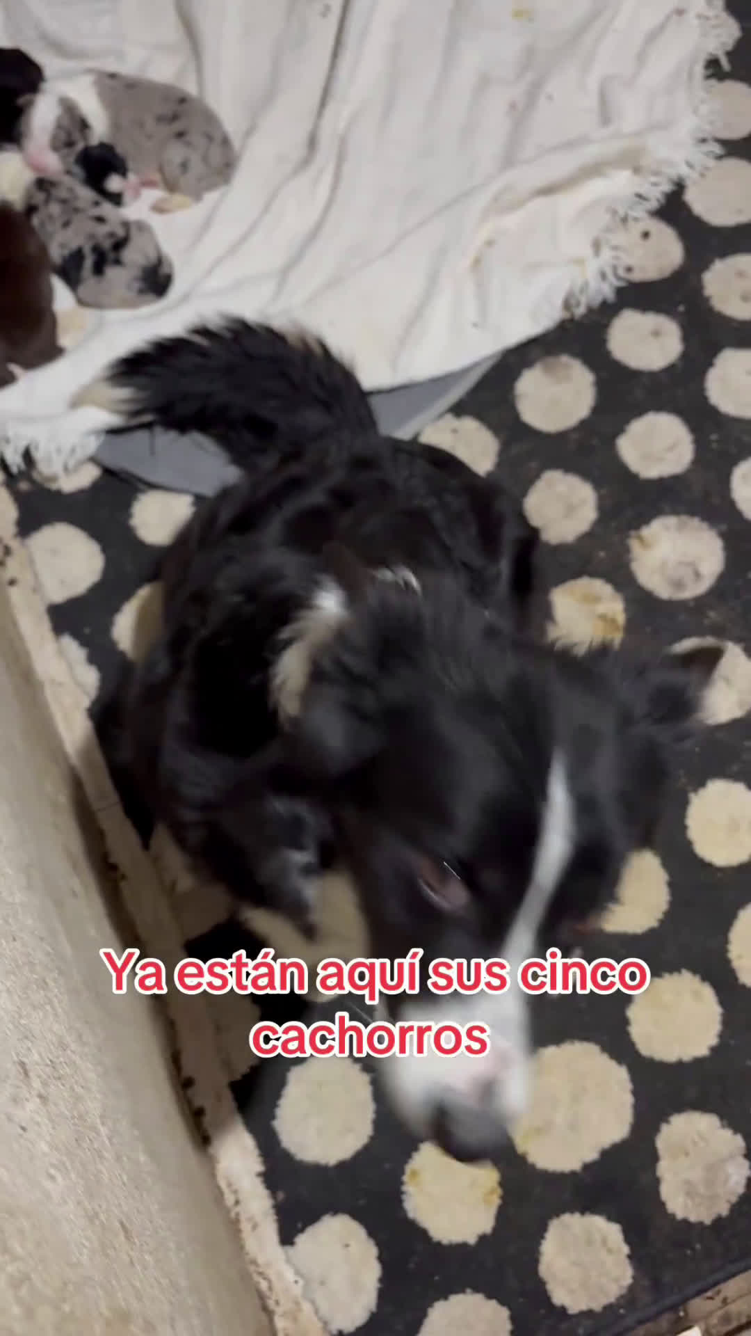Border Collie perros en venta: Cachorros border collie machos y hembras varios  - Video 1