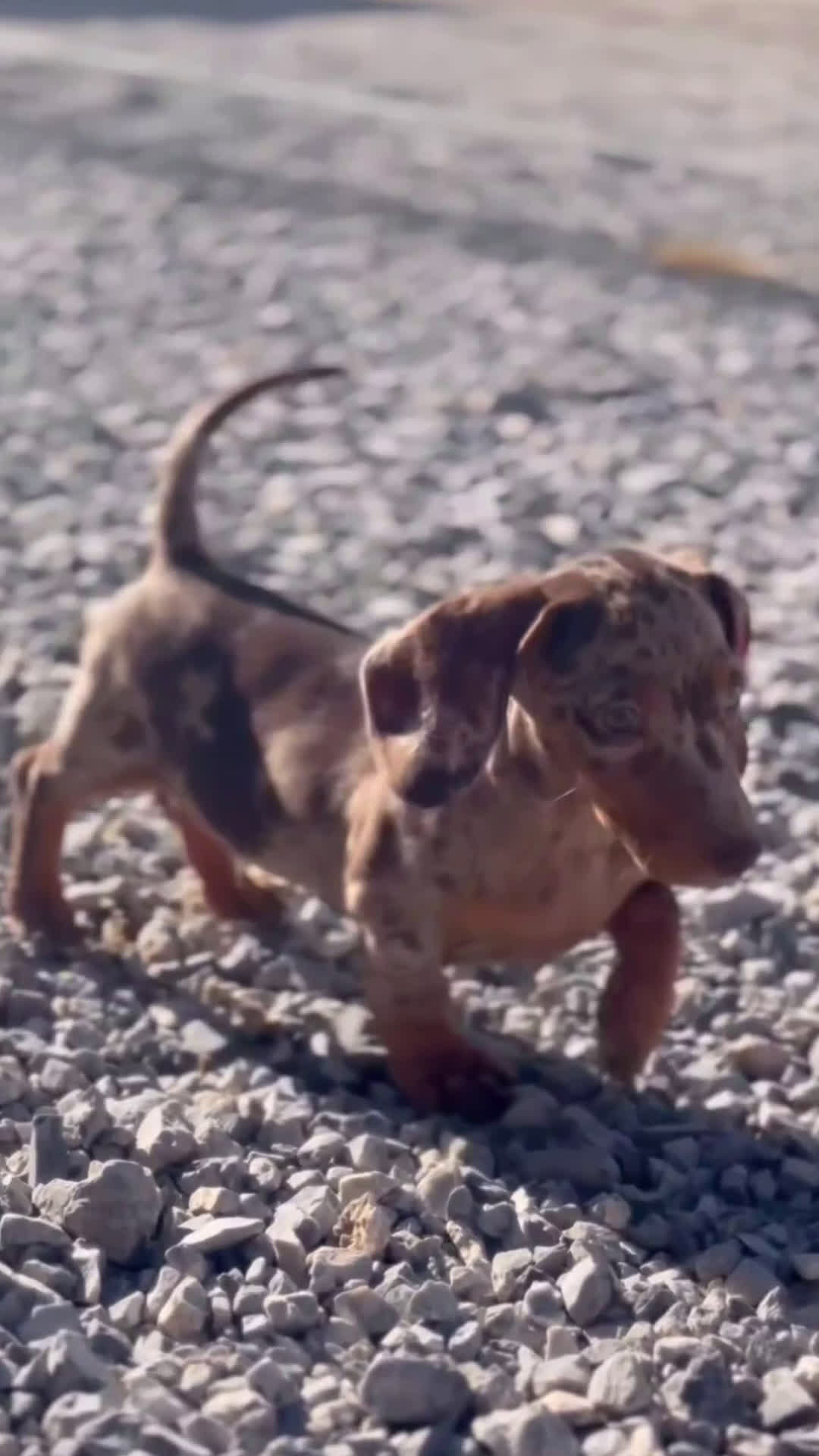 Teckel Miniatura perros en venta: 🐾 Lluma – Teckel hembra chocolate 🐾 - Video 1
