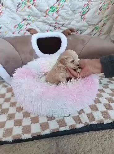 Maltipoo perros en venta: MALTIPOO LINDA HEMBRITA  - Video 1