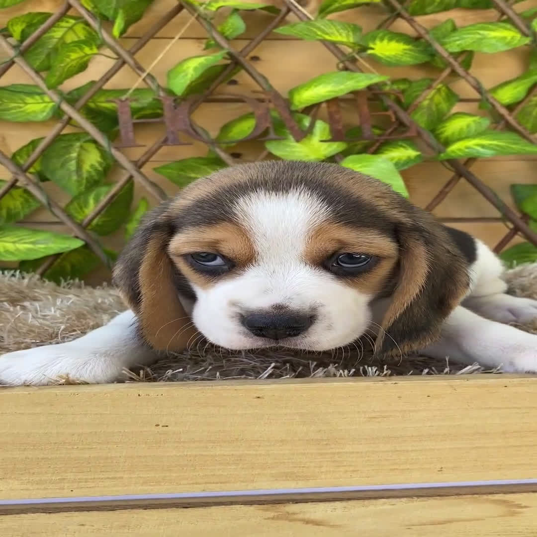 Beagle perros en venta: Camada de Beagle - Video 3