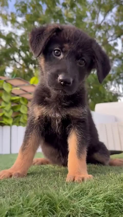 Pastor Alemán perros en venta: PASTOR ALEMAN HEMBRA - Video 1