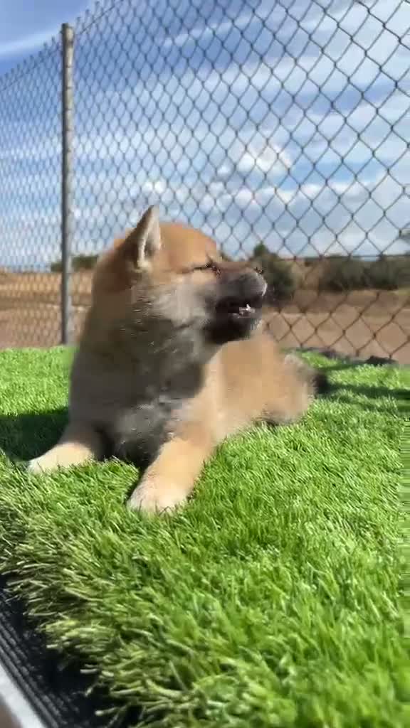 Shiba Inu perros en venta: Shiba Inu machos  - Video 2