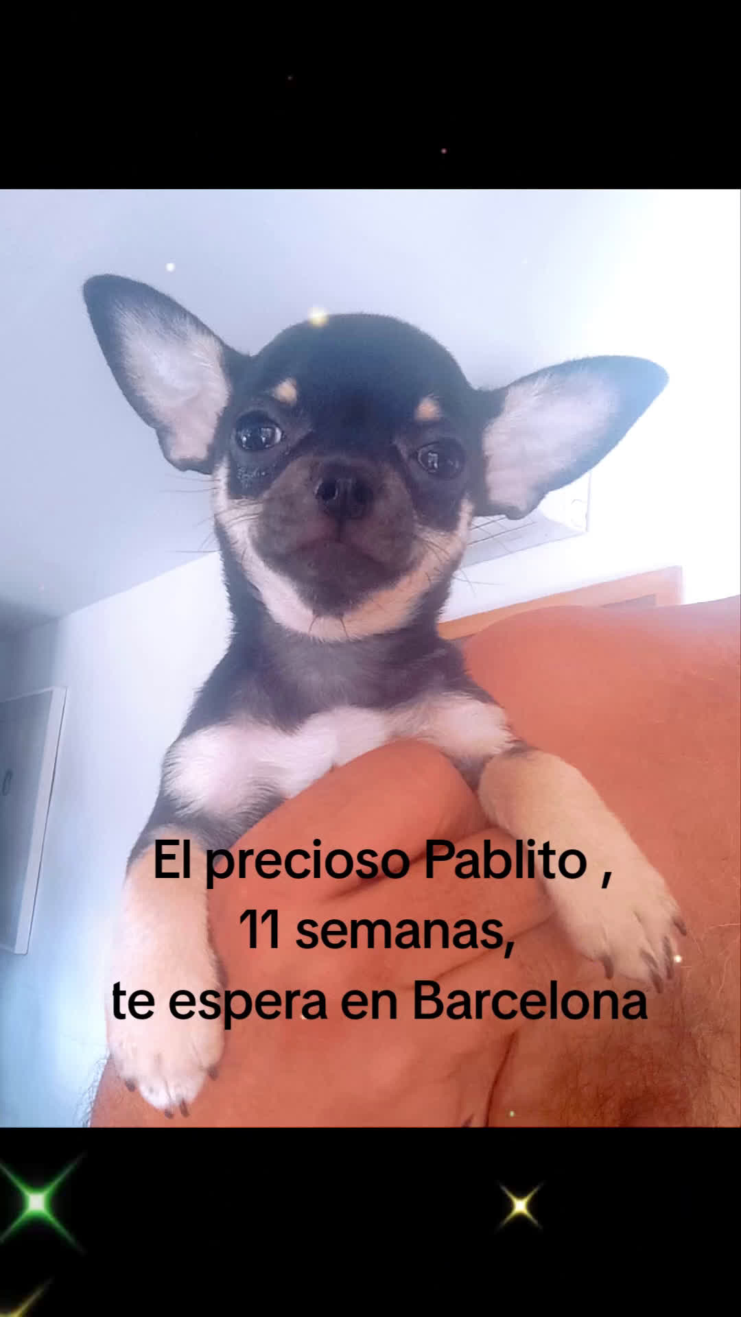 Chihuahua perros en venta: Chihuahuas  - Video 1