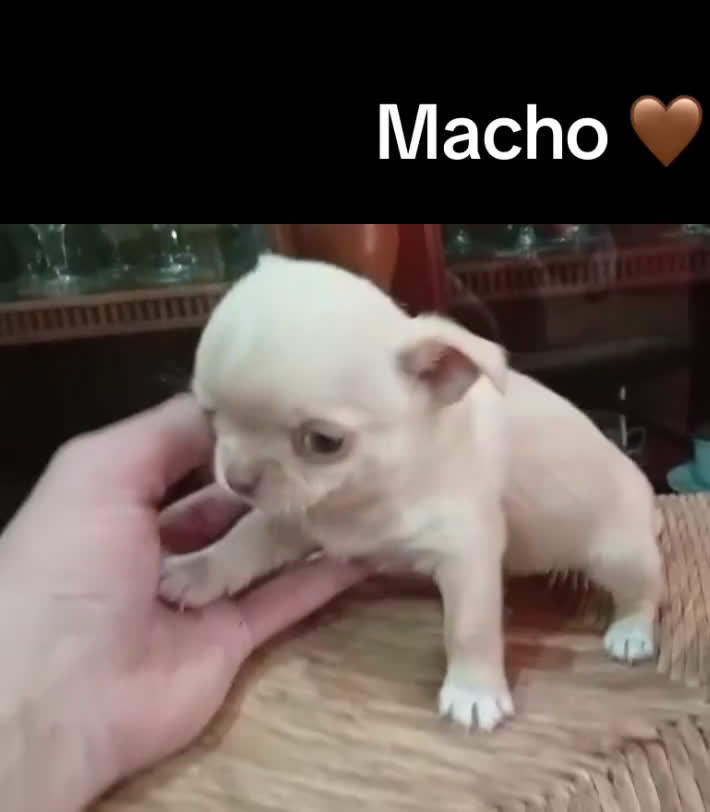 Chihuahua perros en venta: Macho chichuhua - Video 1